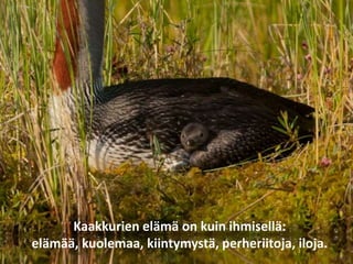 Kaakkurien elämä on kuin ihmisellä:
elämää, kuolemaa, kiintymystä, perheriitoja, iloja.
