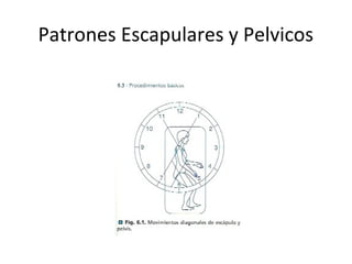 Patrones Escapulares y Pelvicos

 