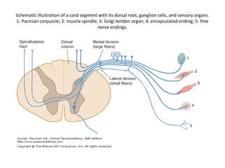 Schematic illustration of a cord segment with its dorsal root, ganglion cells, and sensory organs.
1: Pacinian corpuscle; 2: muscle spindle; 3: Golgi tendon organ; 4: encapsulated ending; 5: free
nerve endings.

 