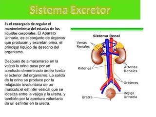 Es el encargado de regular el mantenimiento del estados de los líquidos corporales.  El Aparato Urinario, es el conjunto de órganos que producen y excretan orina, el principal líquido de desecho del organismo.  Después de almacenarse en la vejiga la orina pasa por un conducto denominado uretra hasta el exterior del organismo. La salida de la orina se produce por la relajación involuntaria de un músculo:el esfínter vesical que se localiza entre la vejiga y la uretra, y también por la apertura voluntaria de un esfínter en la uretra. 