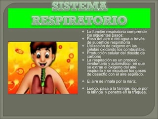 La función respiratoria comprende los siguientes pasos: Paso del aire o del agua a través de superficie respiratoria Utilización de oxigeno en las células oxidando los combustible. Producción celular del dióxido de carbono La respiración es un proceso involuntario y automático, en que se extrae el oxígeno del aire inspirado y se expulsan los gases de desecho con el aire espirado.  El aire se inhala por la nariz. Luego, pasa a la faringe, sigue por la laringe  y penetra en la tráquea .  