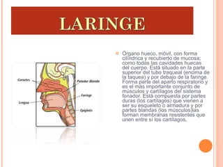 Órgano hueco, móvil, con forma cilíndrica y recubierto de mucosa; como todas las cavidades huecas del cuerpo. Está situado en la parte superior del tubo traqueal (encima de la taquea) y por debajo de la faringe. Forma parte del aparto respiratorio y es el más importante conjunto de músculos y cartílagos del sistema fonador. Está compuesta por partes duras (los cartílagos) que vienen a ser su esqueleto o armadura y por partes blandas (los músculos)las forman membranas resistentes que unen entre sí los cartílagos . 