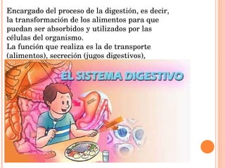 Encargado del proceso de la digestión, es decir, la transformación de los alimentos para que puedan ser absorbidos y utilizados por las células del organismo. La función que realiza es la de transporte (alimentos), secreción (jugos digestivos), absorción (nutrientes) y excreción (mediante el proceso de defecación). 