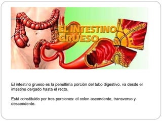 El intestino grueso es la penúltima porción del tubo digestivo, va desde el intestino delgado hasta el recto.  Está constituido por tres porciones: el colon ascendente, transverso y descendente. 