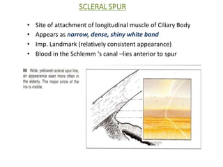 SCLERAL SPUR
• Site of attachment of longitudinal muscle of Ciliary Body
• Appears as narrow, dense, shiny white band
• Imp. Landmark (relatively consistent appearance)
• Blood in the Schlemm ‘s canal –lies anterior to spur
 