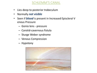 SCHLEMM’S CANAL
• Lies deep to posterior trabeculum
• Normally not visible
• Seen if blood is present in Increased Episcleral V
enous Pressure
– Gonio lens - pressure
– Carotid-cavernous fistula
– Sturge Weber syndrome
– Venous Compression
– Hypotony
 