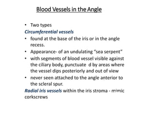 Blood Vessels in theAngle
• Two types
Circumferential vessels
• found at the base of the iris or in the angle
recess.
• Appearance- of an undulating “sea serpent”
• with segments of blood vessel visible against
the ciliary body, punctuate d by areas where
the vessel dips posteriorly and out of view
• never seen attached to the angle anterior to
the scleral spur.
Radial iris vessels within the iris stroma - mimic
corkscrews
• Fine
• Crossthescleralspur
• Branch,arborizeinT
.M.
 