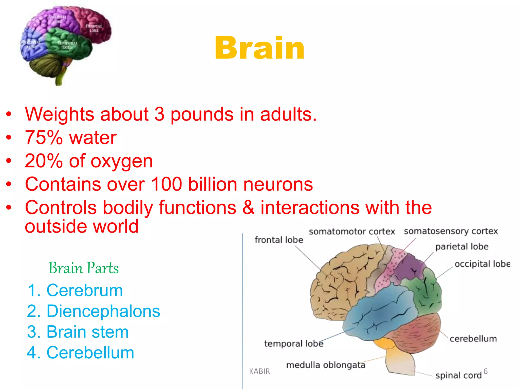 Nervous System Ppt 6 Pages Pptx