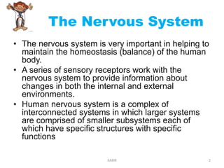 The Nervous System
• The nervous system is very important in helping to
maintain the homeostasis (balance) of the human
body.
• A series of sensory receptors work with the
nervous system to provide information about
changes in both the internal and external
environments.
• Human nervous system is a complex of
interconnected systems in which larger systems
are comprised of smaller subsystems each of
which have specific structures with specific
functions
2KABIR