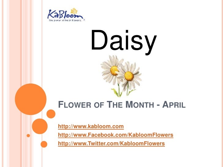 Kabloom April's Flower of the Month is the Daisy