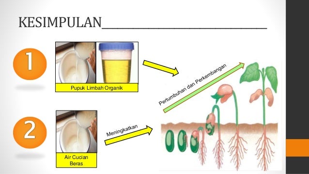 Pengaruh Air Cucian Beras Terhadap Pertumbuhan Tanaman