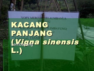 KACANG
PANJANG
( Vigna sinensis
Lembayung
L.)
 