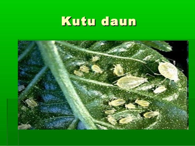 Kacang panjang