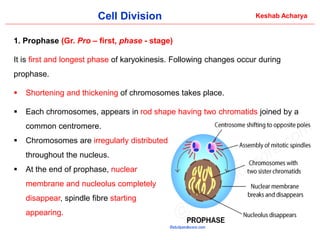 Comprehensive Overview of Cell Division: Processes and Significance in ...