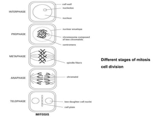 Comprehensive Overview of Cell Division: Processes and Significance in ...