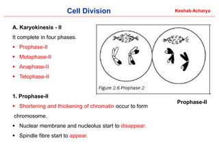 Comprehensive Overview of Cell Division: Processes and Significance in ...