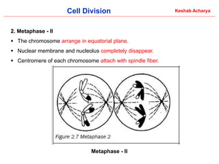 Comprehensive Overview of Cell Division: Processes and Significance in ...