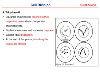 Comprehensive Overview of Cell Division: Processes and Significance in ...