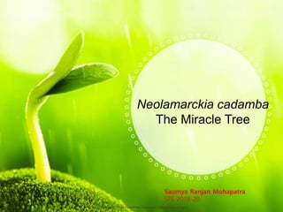 Saumya Ranjan Mohapatra
SFS 2018-20
Neolamarckia cadamba
The Miracle Tree
ALLPPT.com _ Free PowerPoint Templates, Diagrams and Charts
 