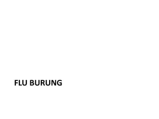 FLU BURUNG

 