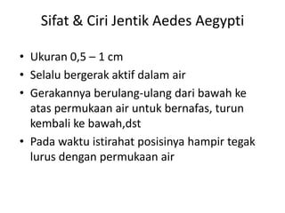 Sifat & Ciri Jentik Aedes Aegypti
• Ukuran 0,5 – 1 cm
• Selalu bergerak aktif dalam air
• Gerakannya berulang-ulang dari bawah ke
atas permukaan air untuk bernafas, turun
kembali ke bawah,dst
• Pada waktu istirahat posisinya hampir tegak
lurus dengan permukaan air

 