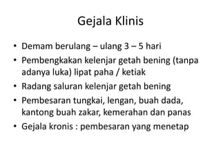 Gejala Klinis
• Demam berulang – ulang 3 – 5 hari
• Pembengkakan kelenjar getah bening (tanpa
adanya luka) lipat paha / ketiak
• Radang saluran kelenjar getah bening
• Pembesaran tungkai, lengan, buah dada,
kantong buah zakar, kemerahan dan panas
• Gejala kronis : pembesaran yang menetap

 