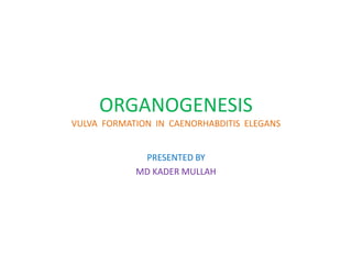 ORGANOGENESIS
VULVA FORMATION IN CAENORHABDITIS ELEGANS
PRESENTED BY
MD KADER MULLAH
 