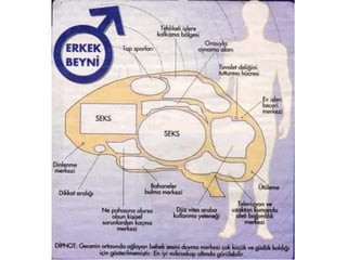 Kadın Beyni - Erkek Beyni