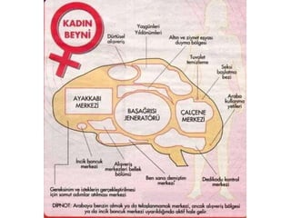 Kadın Beyni - Erkek Beyni