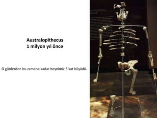 Australopithecus	
 
1	
 milyon	
 yıl	
 önce	
 

O	
 günlerden	
 bu	
 zamana	
 kadar	
 beynimiz	
 3	
 kat	
 büyüdü.	
 

 