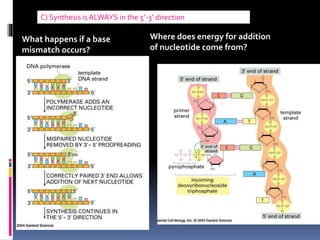 DNA REPLICATION AND REPAIR | PPTX