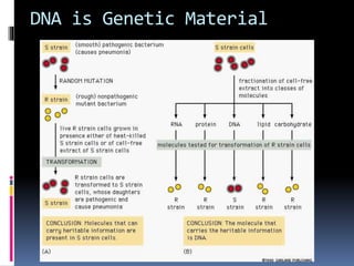 DNA REPLICATION AND REPAIR | PPTX