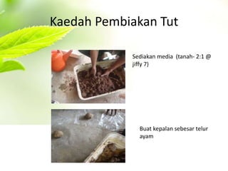 Kaedah Pembiakan Tut 
Sediakan media (tanah- 2:1 @ 
jiffy 7) 
Buat kepalan sebesar telur 
ayam 
 