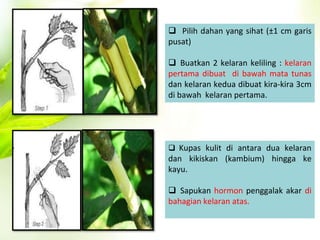  Pilih dahan yang sihat (±1 cm garis 
pusat) 
 Buatkan 2 kelaran keliling : kelaran 
pertama dibuat di bawah mata tunas 
dan kelaran kedua dibuat kira-kira 3cm 
di bawah kelaran pertama. 
 Kupas kulit di antara dua kelaran 
dan kikiskan (kambium) hingga ke 
kayu. 
 Sapukan hormon penggalak akar di 
bahagian kelaran atas. 
 