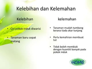 Kelebihan dan Kelemahan 
Kelebihan 
• Ciri pokok induk diwarisi 
• Tanaman baru cepat 
matang 
kelemahan 
• Tanaman mudah tumbang 
kerana tiada akar tunjang 
• Perlu kemahiran membuat 
tut 
• Tidak boleh membiak 
dengan kuantiti banyak pada 
pokok induk 
 