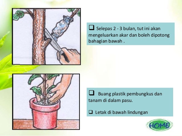 Kaedah Pembiakan Tut