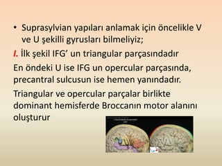 Kafatası ve beyin korteks yüzeyinin kraniometrik noktaları | PPTX