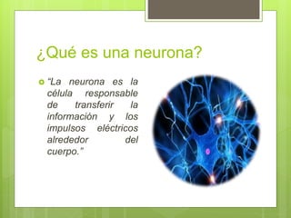 ¿Qué es una neurona?
 “La neurona es la
célula responsable
de transferir la
información y los
impulsos eléctricos
alrededor del
cuerpo.”
 
