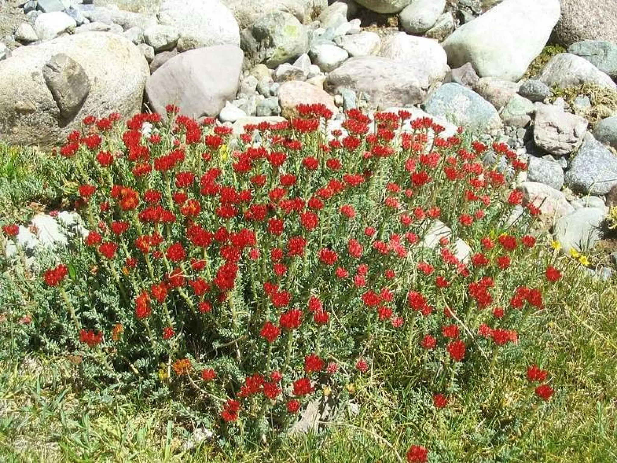 ಅಷ್ಟಪಾದ ಕ್ಷೇತ್ರದಿಂದ ಕೈಲಾಸ ದರ್ಶನ ಜುಲೈ ೧೭ ,  ೦೯ 