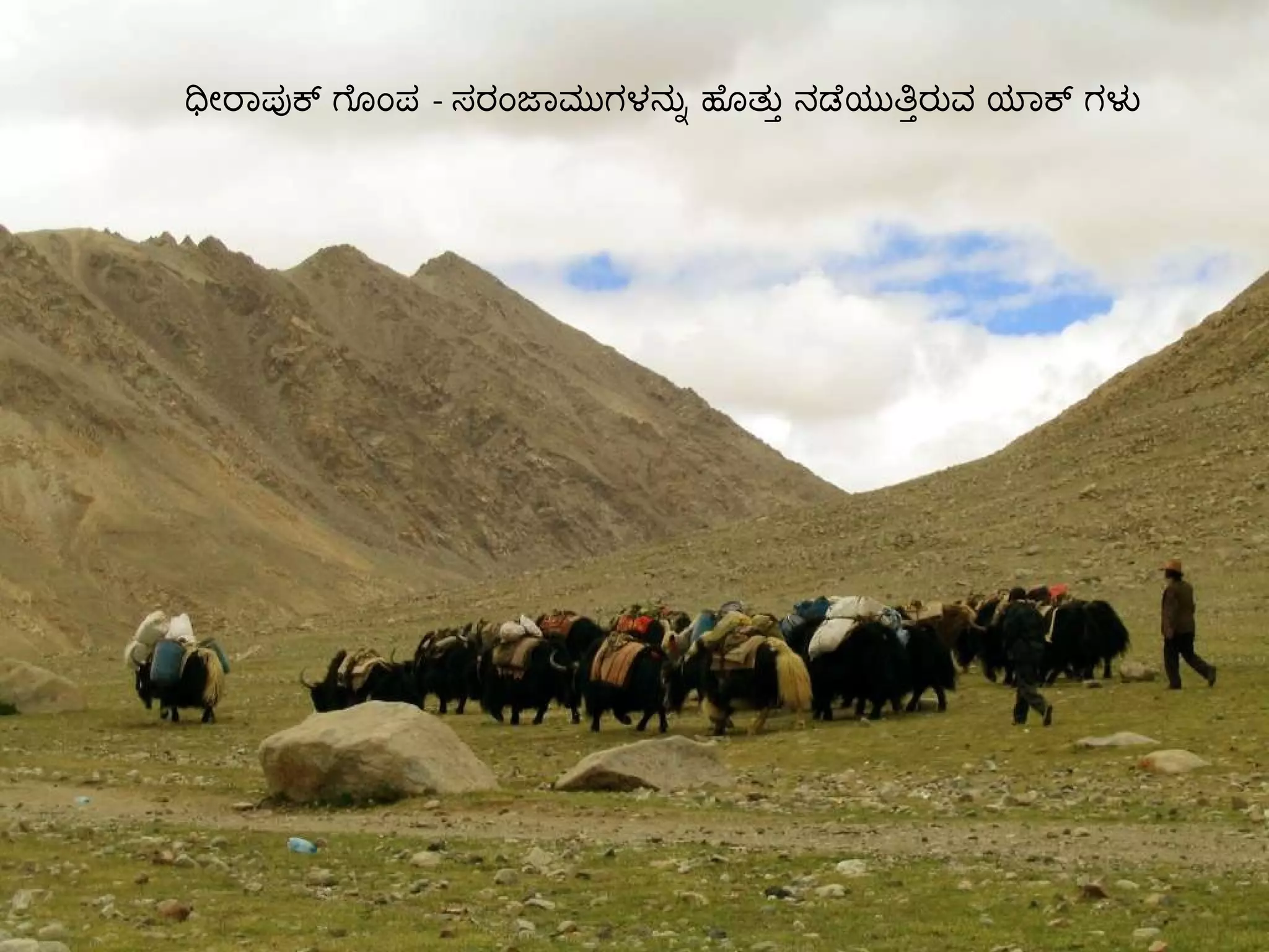 ಧೀರಾಪುಕ್ ಗೊಂಪ  -  ಸರಂಜಾಮುಗಳನ್ನು ಹೊತ್ತು ನಡೆಯುತ್ತಿರುವ ಯಾಕ್ ಗಳು  