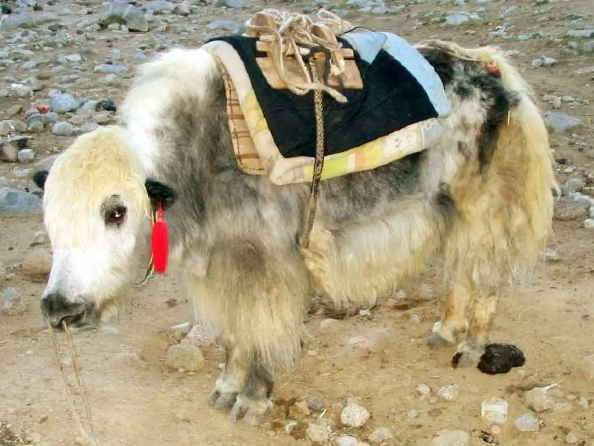 ಧೀರಾಪುಕ್ ನಿಂದ ಡಾರ್ಚೆಂಗೆ ಜುಲೈ ೧೯ ,  ೦೯ 