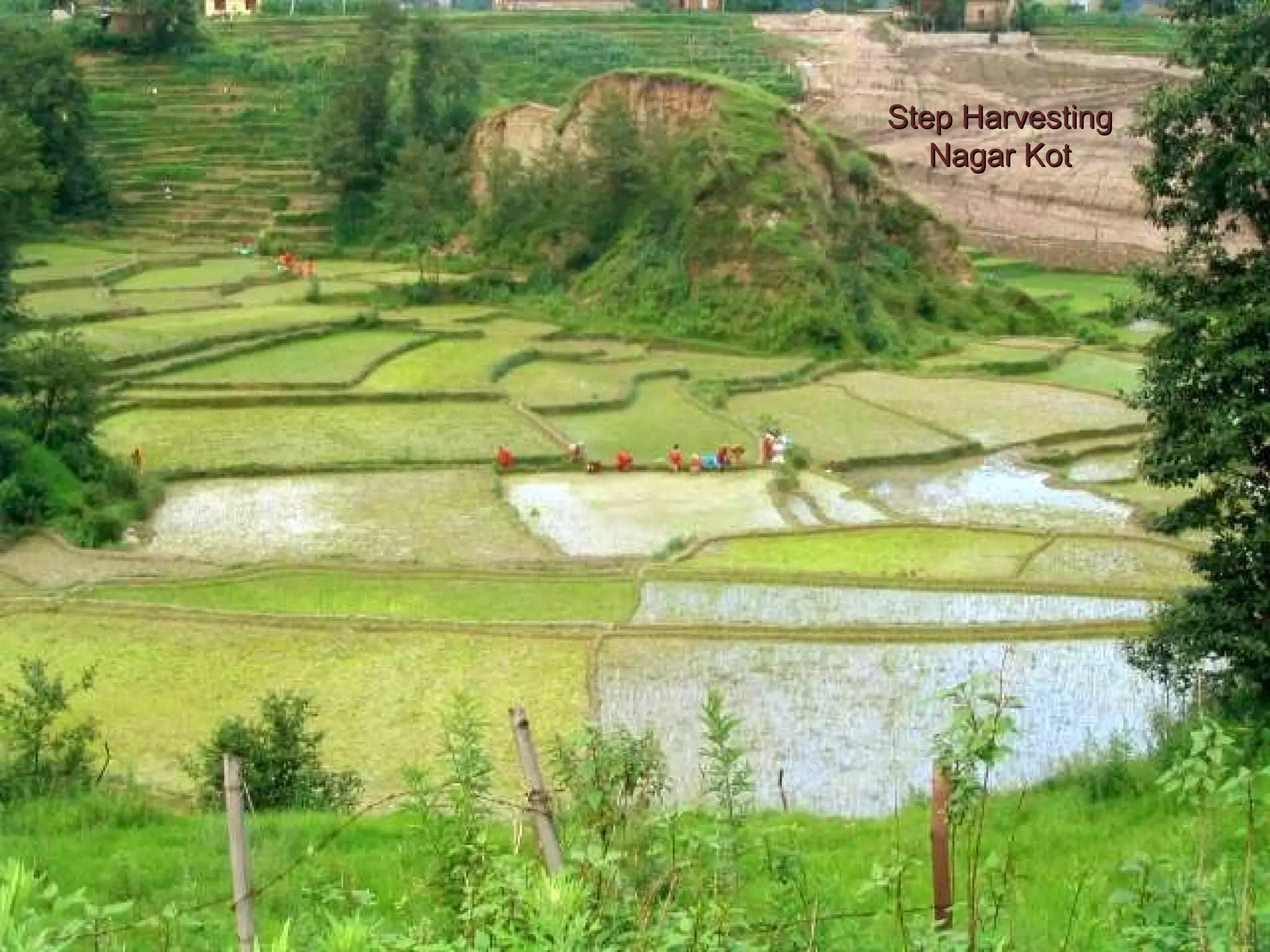 Step Harvesting Nagar Kot 