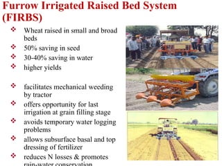 Furrow Irrigated Raised Bed System
(FIRBS)
 Wheat raised in small and broad
beds
 50% saving in seed
 30-40% saving in water
 higher yields
 facilitates mechanical weeding
by tractor
 offers opportunity for last
irrigation at grain filling stage
 avoids temporary water logging
problems
 allows subsurface basal and top
dressing of fertilizer
 reduces N losses & promotes
 