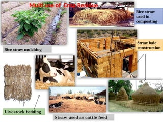 Rice straw mulching
Livestock bedding
Rice straw
used in
composting
Straw bale
construction
Straw used as cattle feed
Multi use of Crop Residue
 