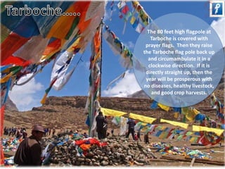 The 80 feet high flagpole at 
Tarboche is covered with 
prayer flags. Then they raise 
the Tarboche flag pole back up 
and circumambulate it in a 
clockwise direction. If it is 
directly straight up, then the 
year will be prosperous with 
no diseases, healthy livestock, 
and good crop harvests. 
 