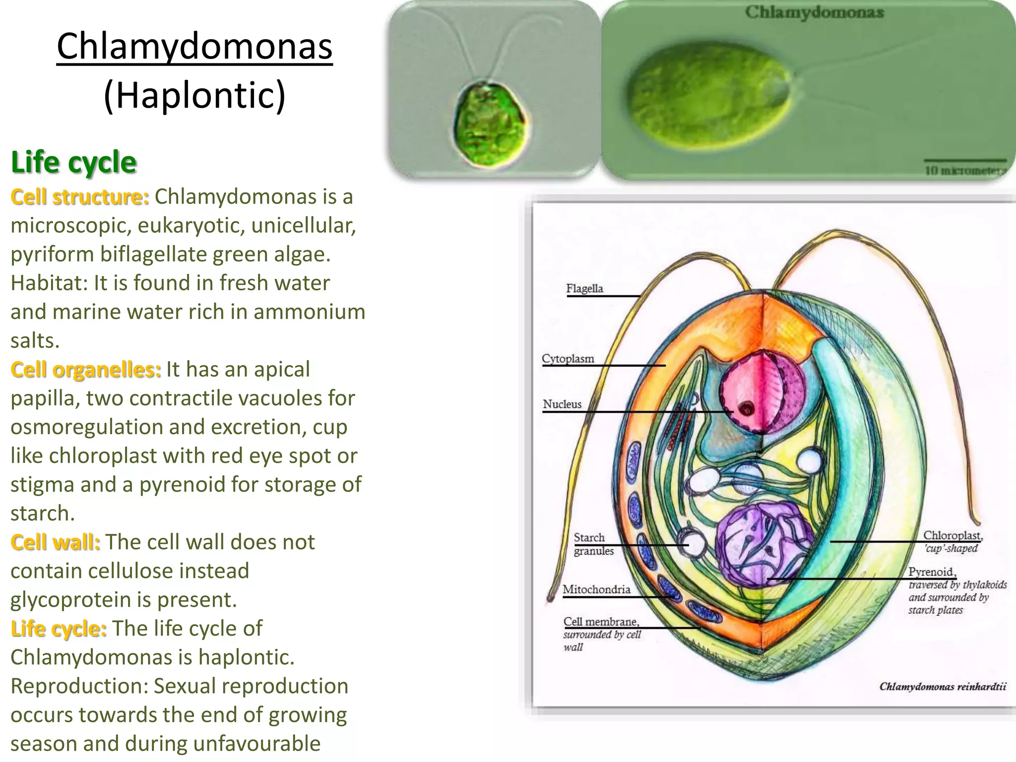 Chlamydomonas 
(Haplontic) 
Life cycle 
Cell structure: Chlamydomonas is a 
microscopic, eukaryotic, unicellular, 
pyriform biflagellate green algae. 
Habitat: It is found in fresh water 
and marine water rich in ammonium 
salts. 
Cell organelles: It has an apical 
papilla, two contractile vacuoles for 
osmoregulation and excretion, cup 
like chloroplast with red eye spot or 
stigma and a pyrenoid for storage of 
starch. 
Cell wall: The cell wall does not 
contain cellulose instead 
glycoprotein is present. 
Life cycle: The life cycle of 
Chlamydomonas is haplontic. 
Reproduction: Sexual reproduction 
occurs towards the end of growing 
season and during unfavourable 
conditionsi.e.winter. 
 