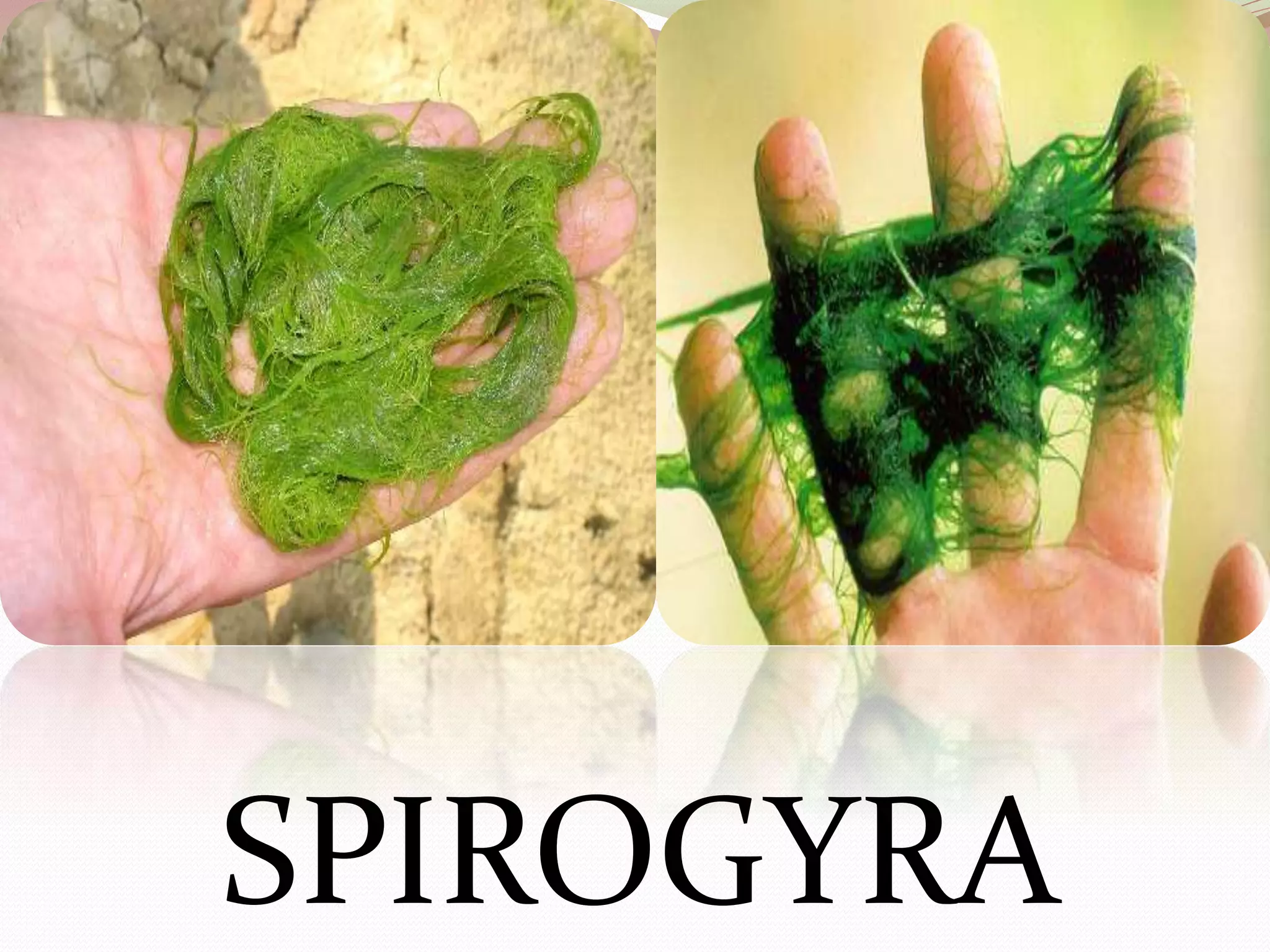 SPIROGYRA 
 