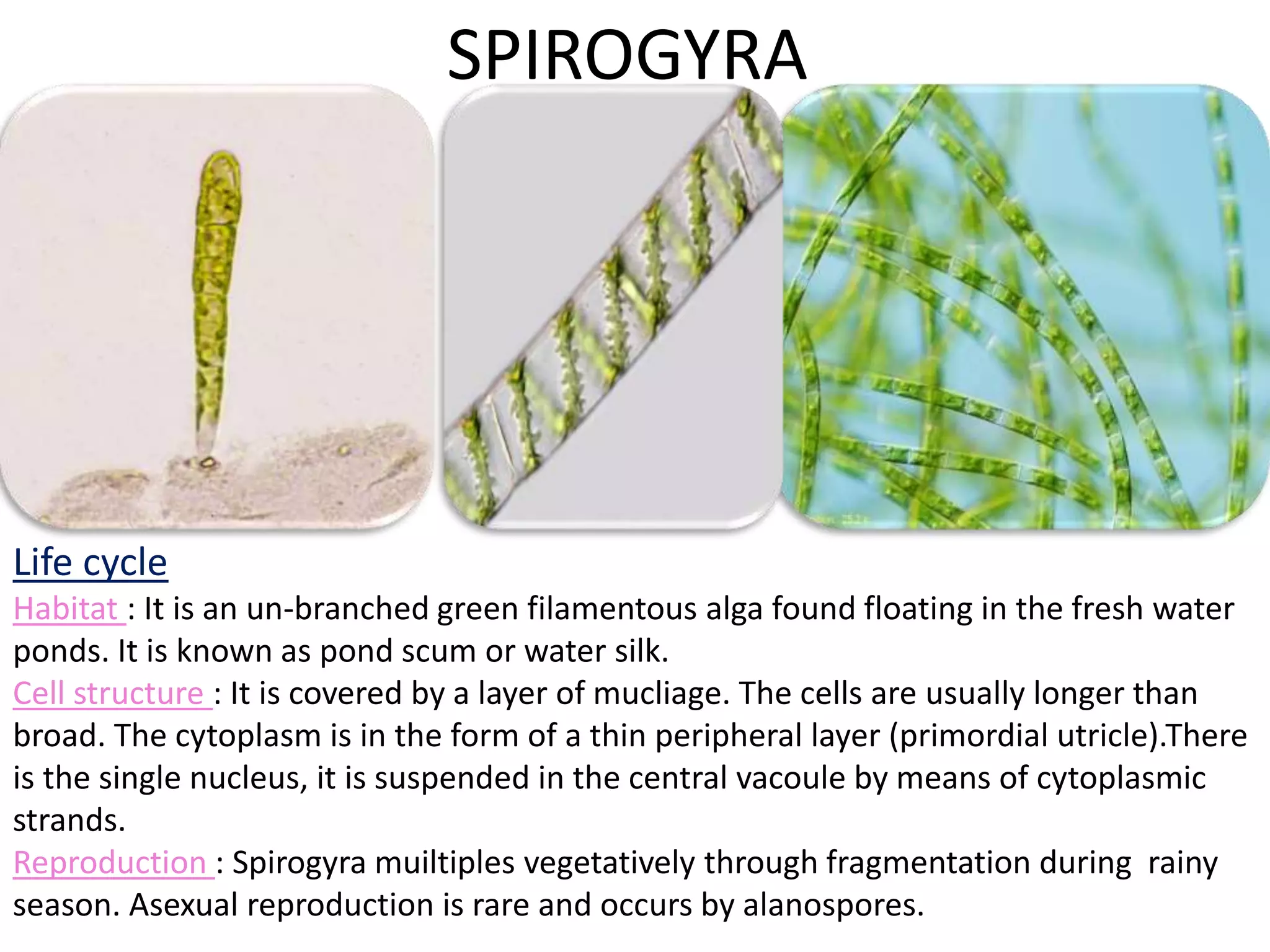 SPIROGYRA 
Life cycle 
Habitat : It is an un-branched green filamentous alga found floating in the fresh water 
ponds. It is known as pond scum or water silk. 
Cell structure : It is covered by a layer of mucliage. The cells are usually longer than 
broad. The cytoplasm is in the form of a thin peripheral layer (primordial utricle).There 
is the single nucleus, it is suspended in the central vacoule by means of cytoplasmic 
strands. 
Reproduction : Spirogyra muiltiples vegetatively through fragmentation during rainy 
season. Asexual reproduction is rare and occurs by alanospores. 
 