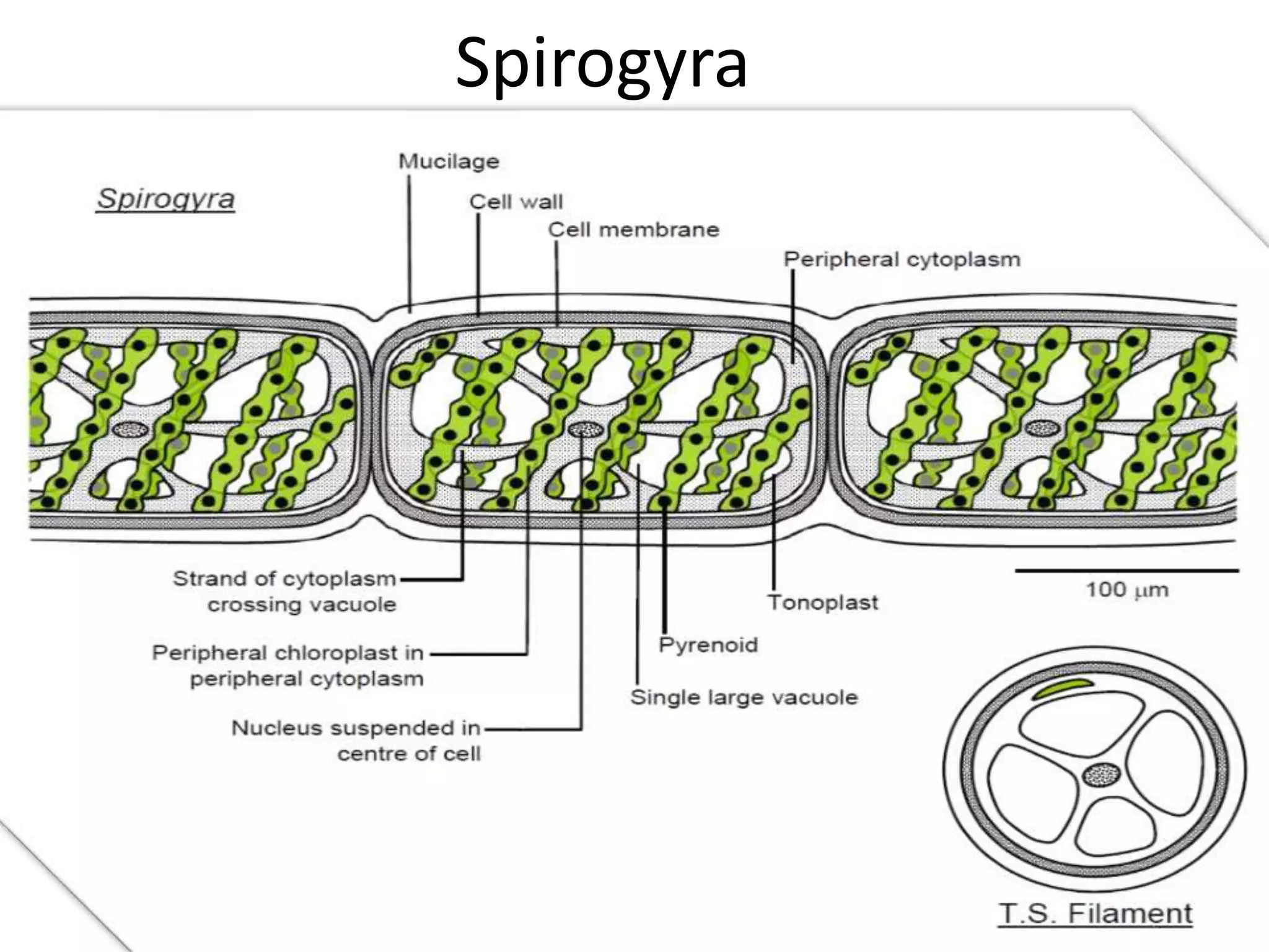 Spirogyra 
 