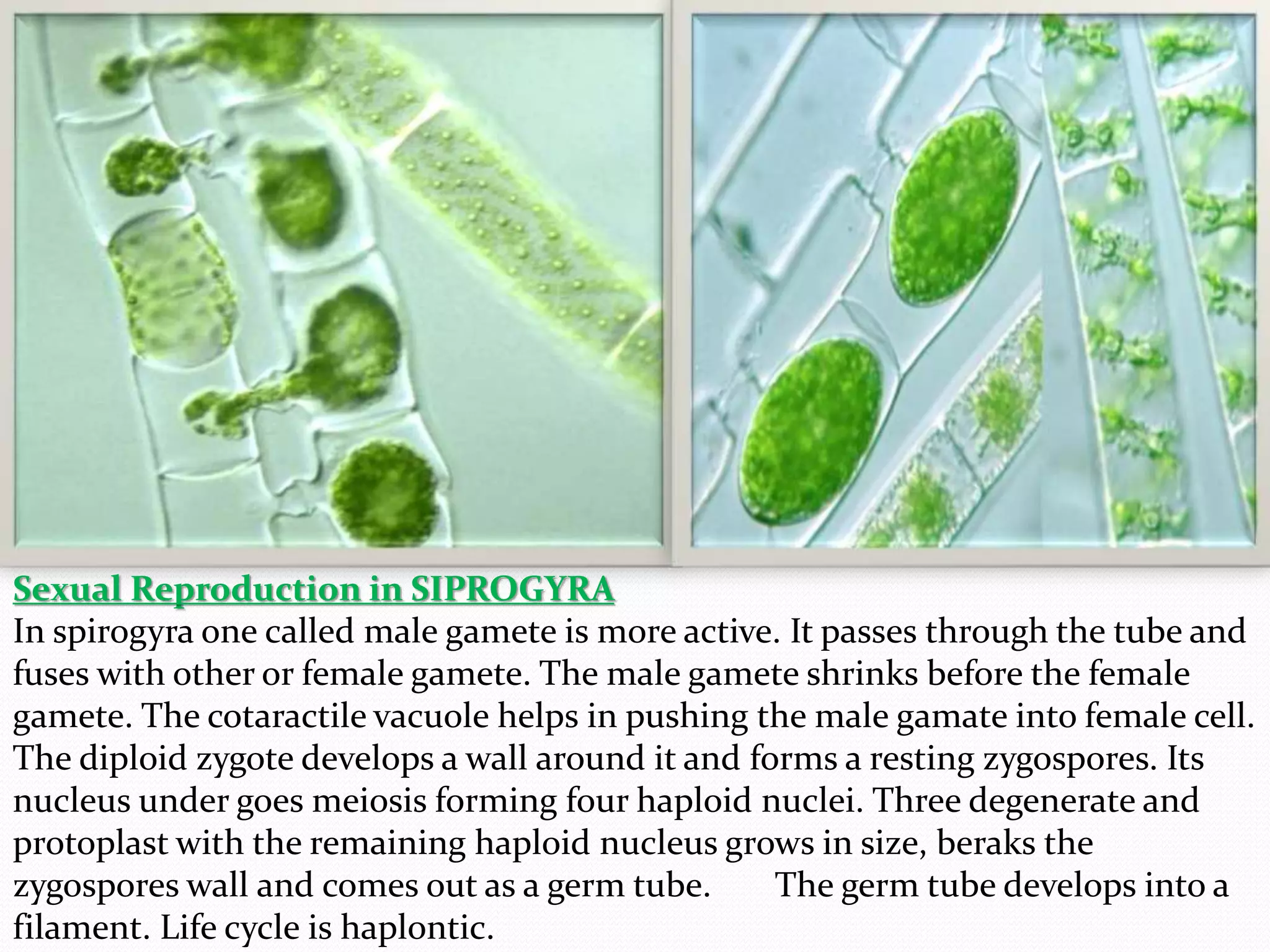 Sexual Reproduction in SIPROGYRA 
In spirogyra one called male gamete is more active. It passes through the tube and 
fuses with other or female gamete. The male gamete shrinks before the female 
gamete. The cotaractile vacuole helps in pushing the male gamate into female cell. 
The diploid zygote develops a wall around it and forms a resting zygospores. Its 
nucleus under goes meiosis forming four haploid nuclei. Three degenerate and 
protoplast with the remaining haploid nucleus grows in size, beraks the 
zygospores wall and comes out as a germ tube. The germ tube develops into a 
filament. Life cycle is haplontic. 
 